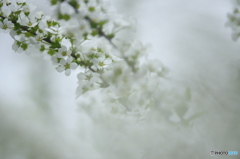 ちっちゃいはな