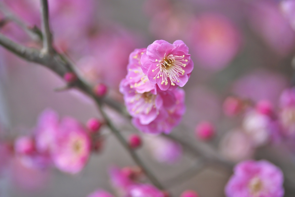 優しく咲いている紅梅の花
