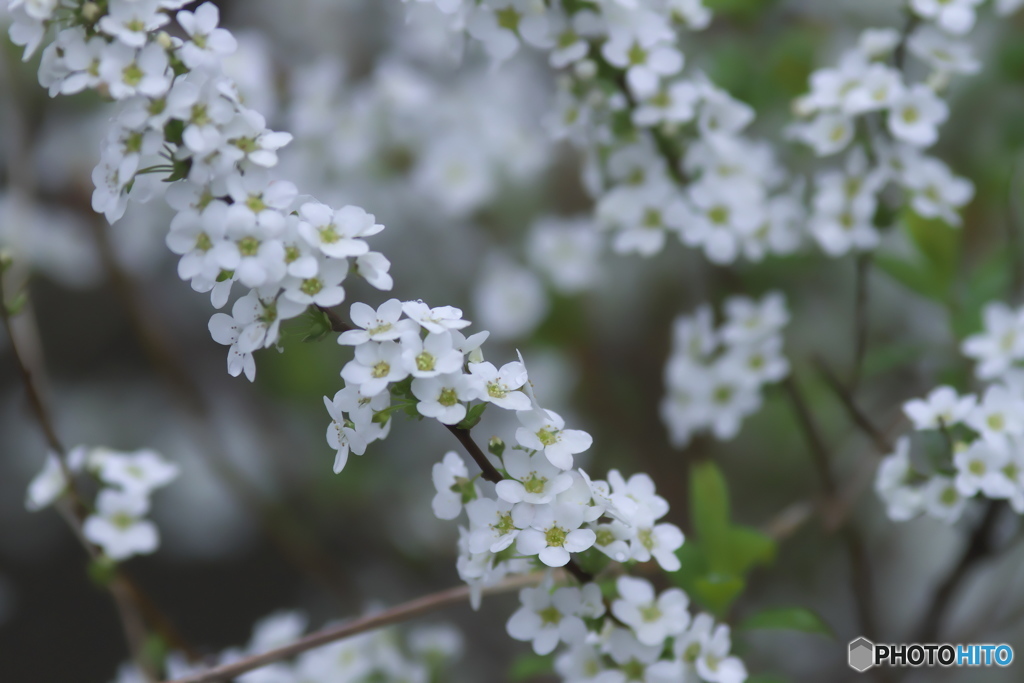 霧雨のユキヤナギ