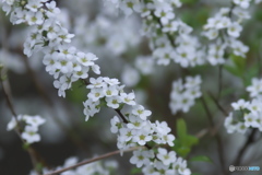 霧雨のユキヤナギ