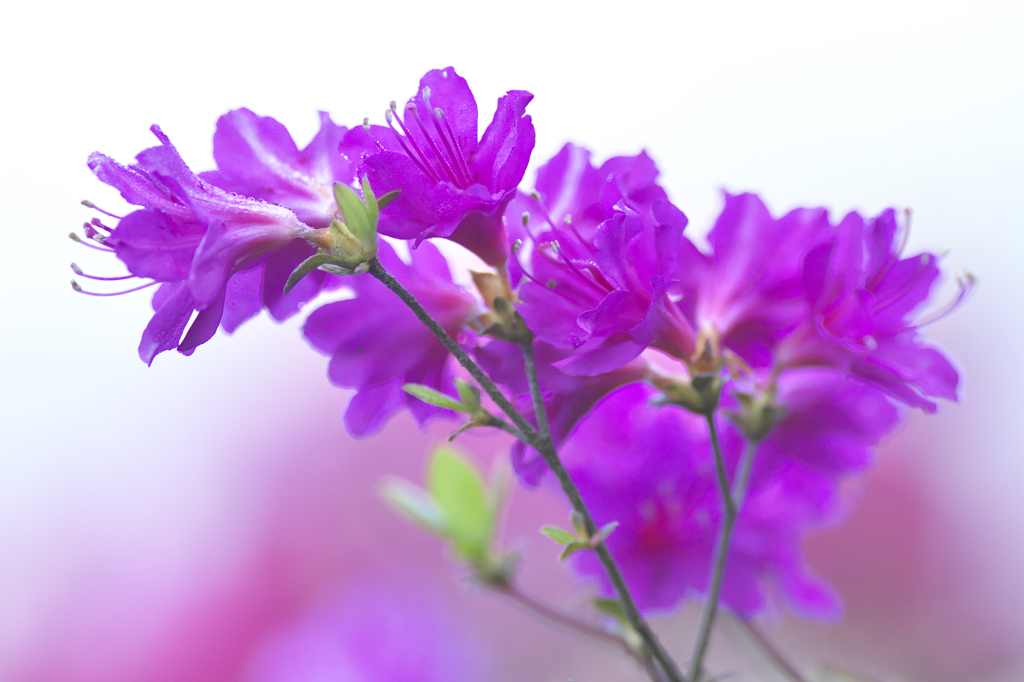 造園屋さんのツツジ　Ａ