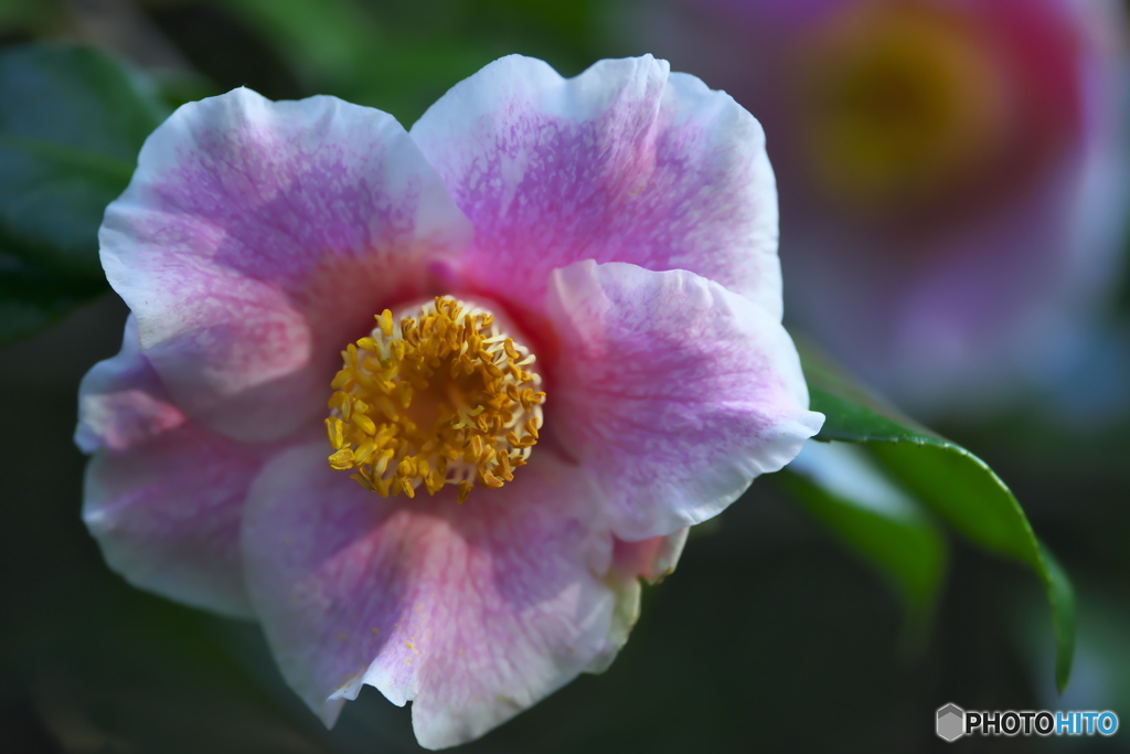 公園の山茶花