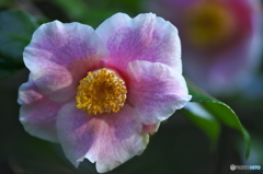 公園の山茶花