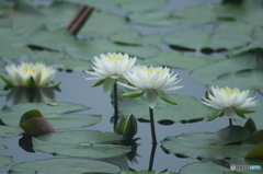 水の綺麗な沼の睡蓮　　弐
