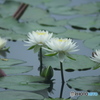 水の綺麗な沼の睡蓮　　弐
