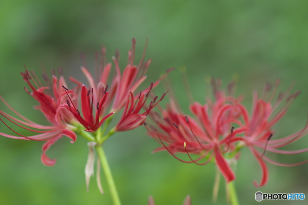 　”　コンプリメンタリー　”