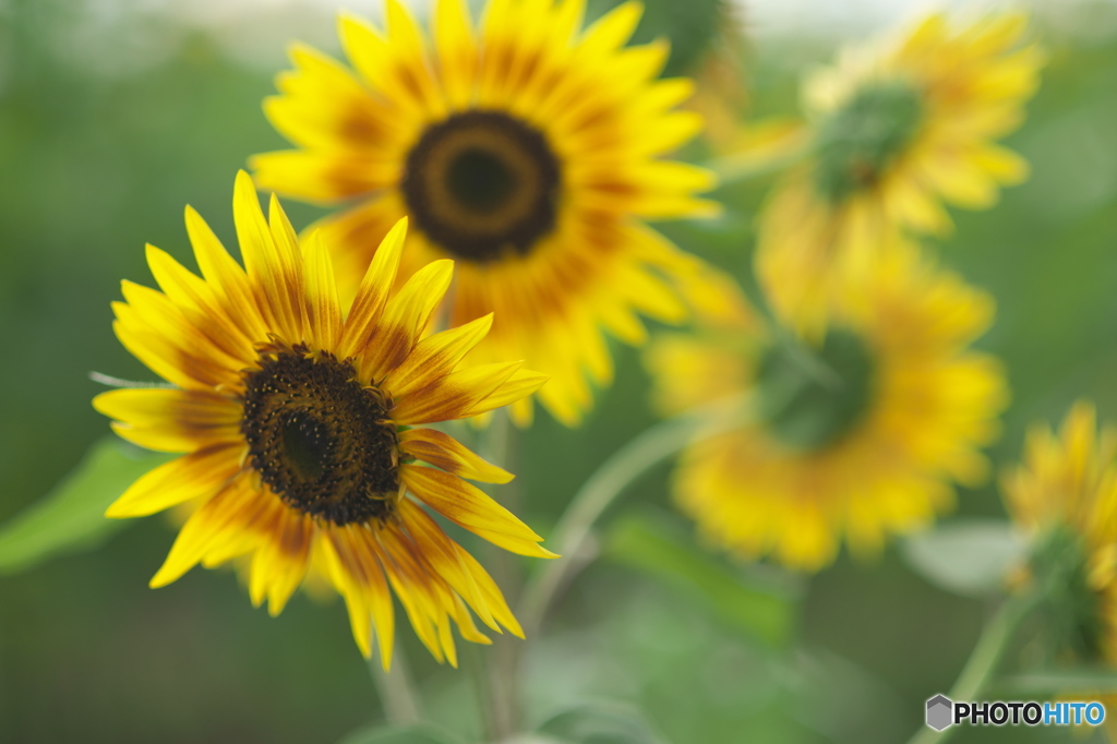 ヒマワリ祭り　d