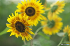 ヒマワリ祭り　d