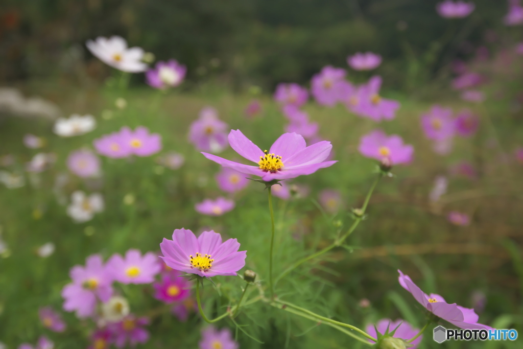 コスモス