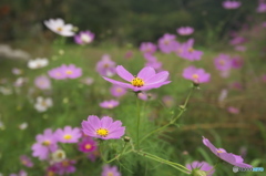 コスモス コスモス