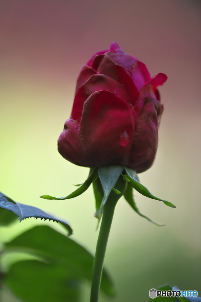 近くの大きな公園の薔薇　は