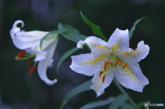 古いレンズで撮っています。　Ｃ