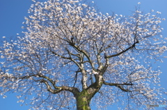 公園のコブシ