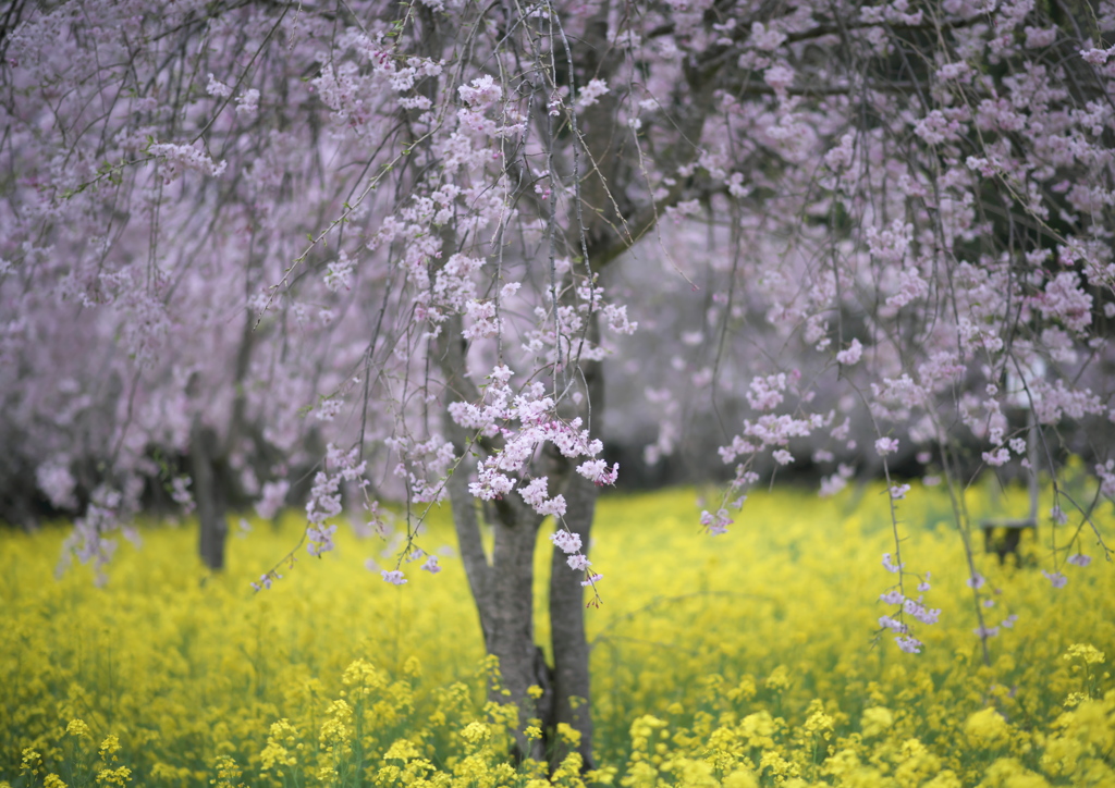 菜の花と桜