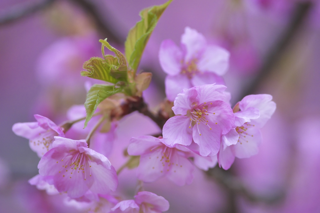 雨引観音樂法寺の桜　（　ろ　）