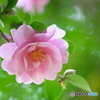 公園の山茶花