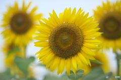 夏と言えばひまわりだ　♪♪　ろ