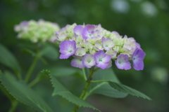 紫陽花　チ