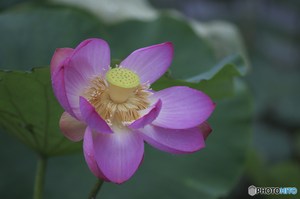 親水公園の蓮　ト