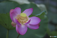 親水公園の蓮　ト