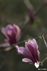 公園の紫木蓮