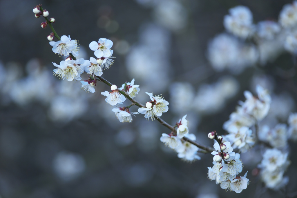 white plum blossoms