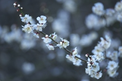 white plum blossoms