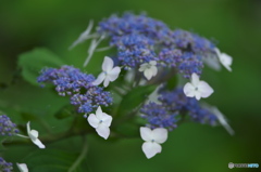 雨引山樂法寺の紫陽花　　弐