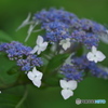 雨引山樂法寺の紫陽花　　弐