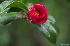camellia