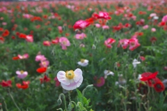 小貝川ふれあい公園のポピー　Ａ