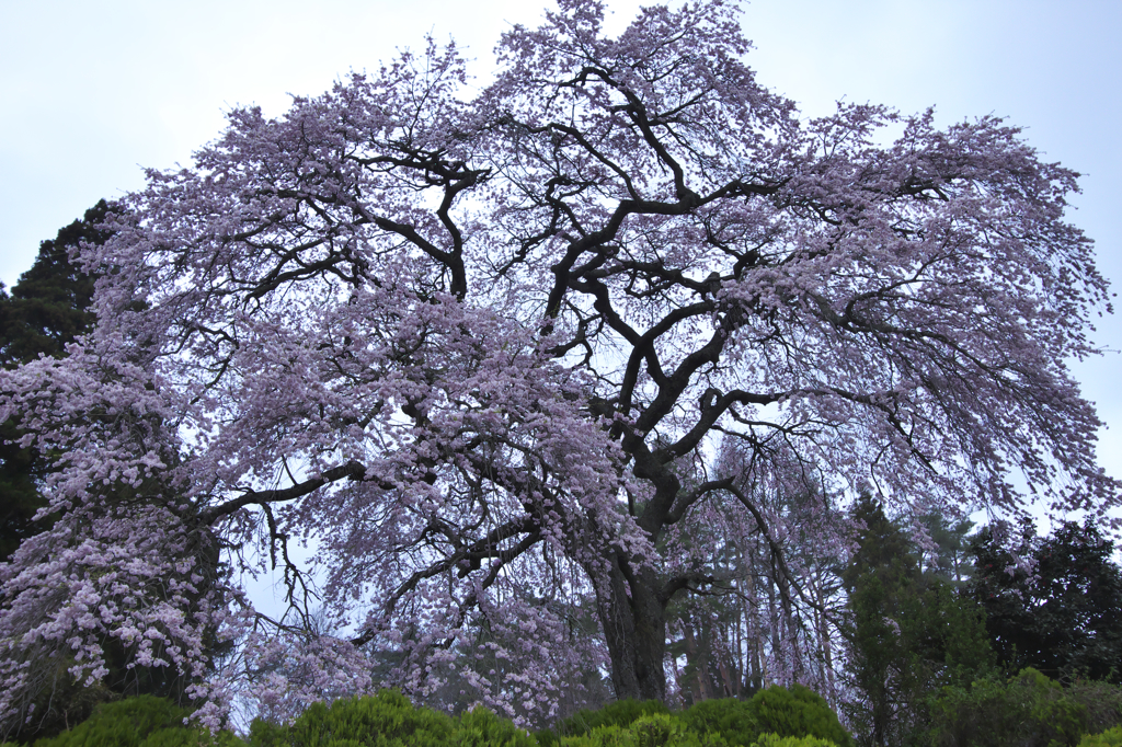 郡山の桜　壱