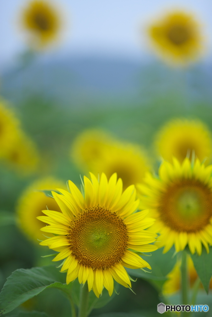 ヒマワリ畑　ロ