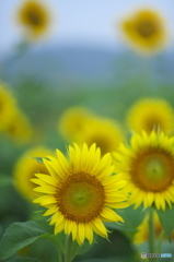 ヒマワリ畑　ロ