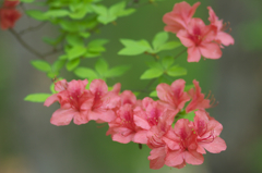 公園のツツジ　ハ