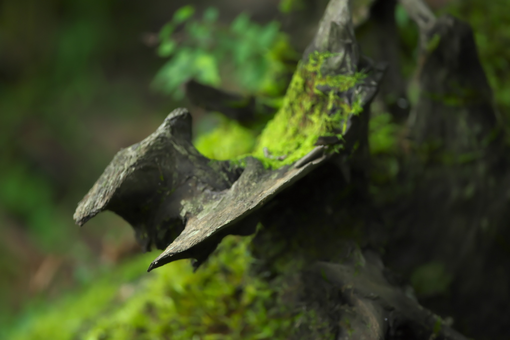 森の造形　(^^♪