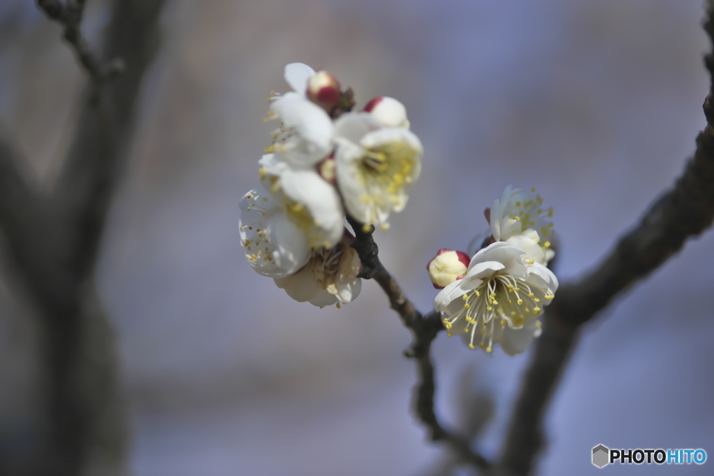 公園の白梅