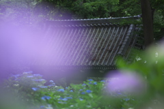 雨引観音の紫陽花の紫陽花　い