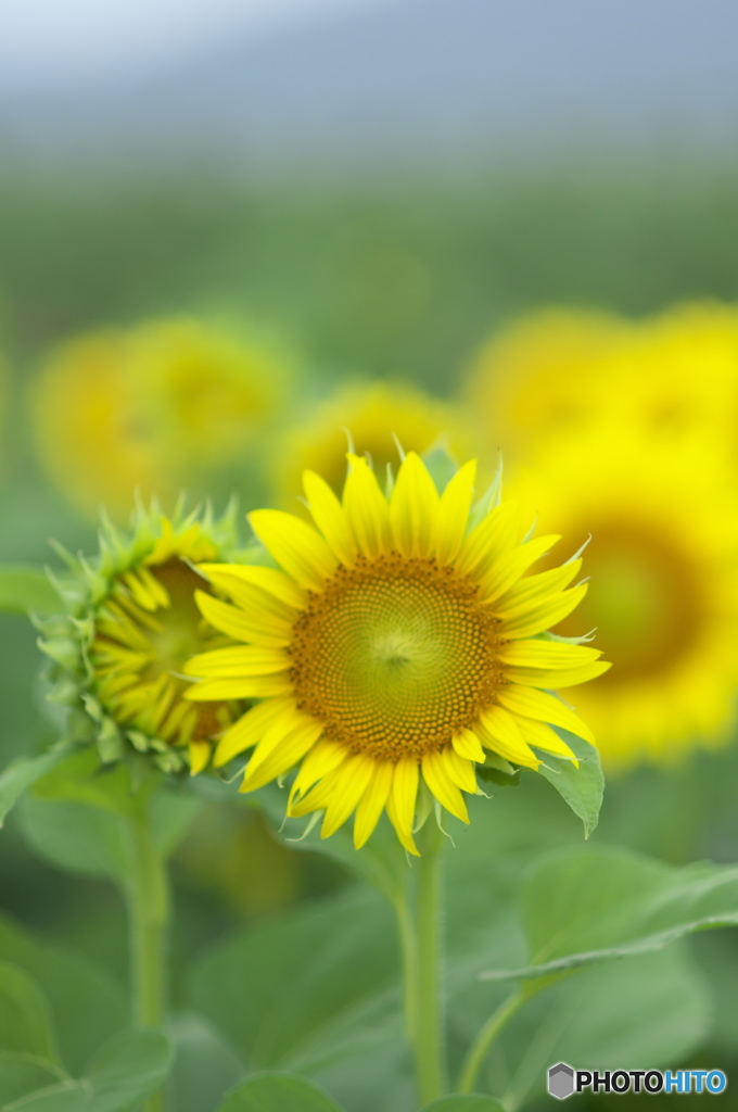ヒマワリ畑 二