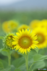 ヒマワリ畑 二