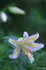 ヤーマユリは～　♪♪ 　に