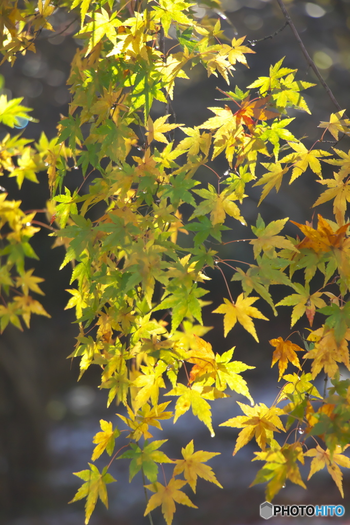 公園の紅葉