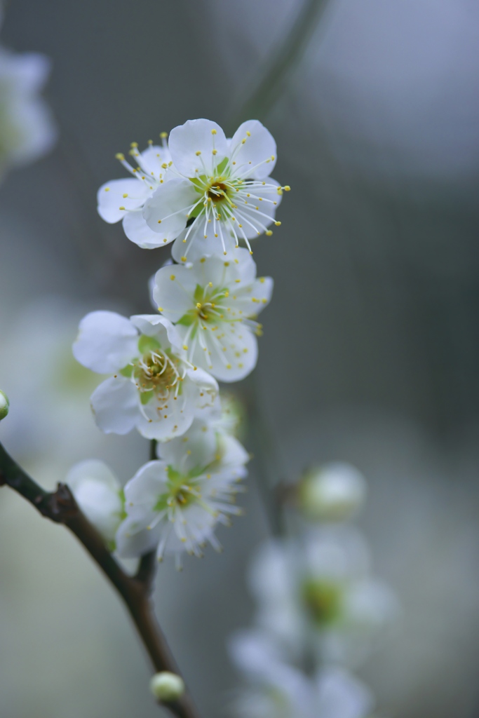 城址公園の白梅　Ⅳ