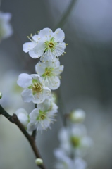 城址公園の白梅　Ⅳ