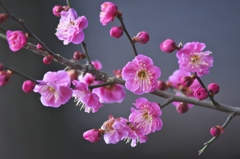 神社境内の紅梅　Ⅲ