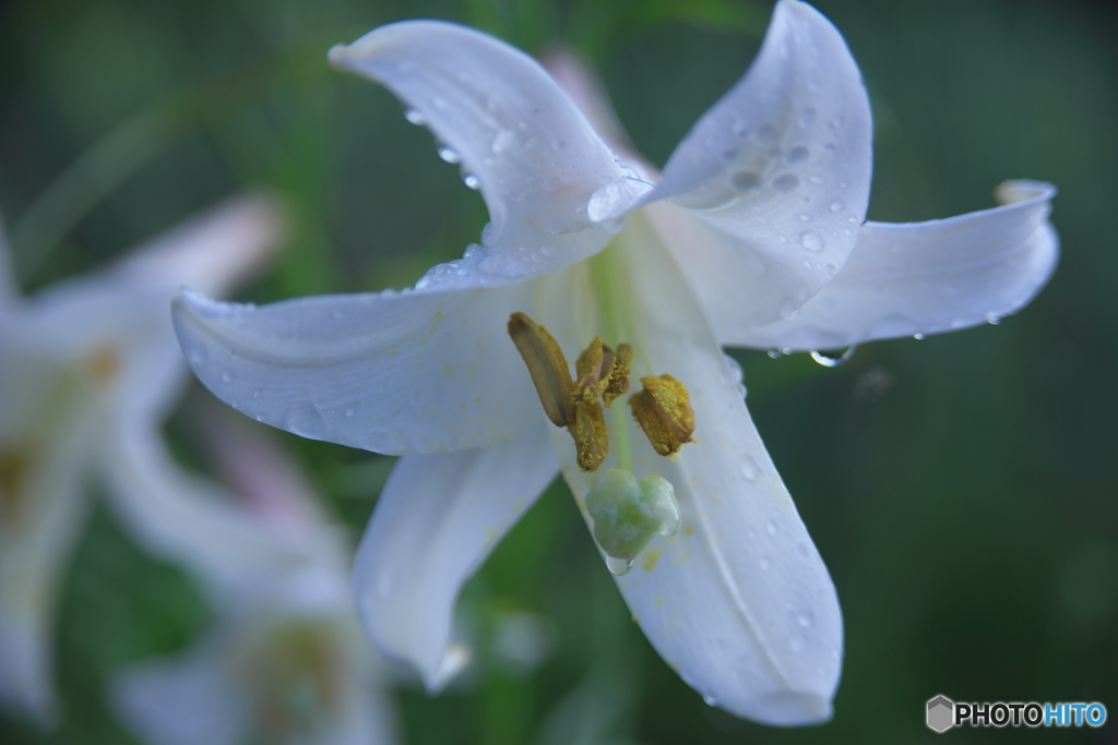 雨上がりのタカサゴユリ　Ⅰ
