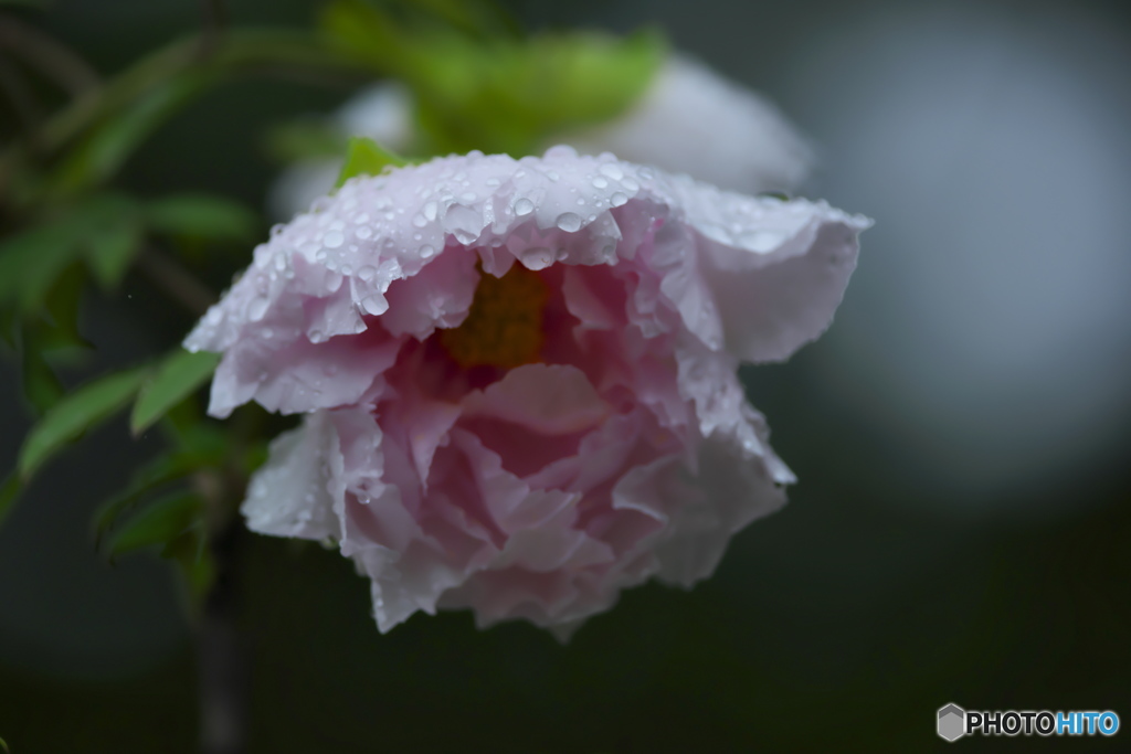 雨上がりの牡丹