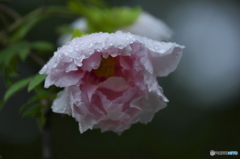 雨上がりの牡丹