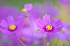 コスモスも一斉に ♫ コスモスも一斉に ♫