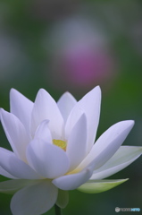 休耕田の蓮　e